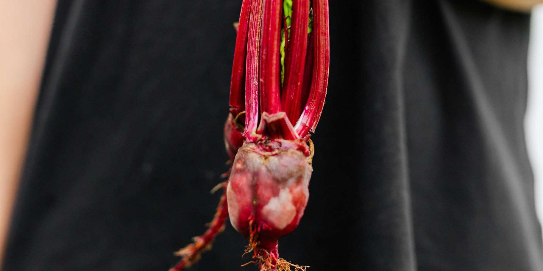 Beetroot Supplement Pros and Cons