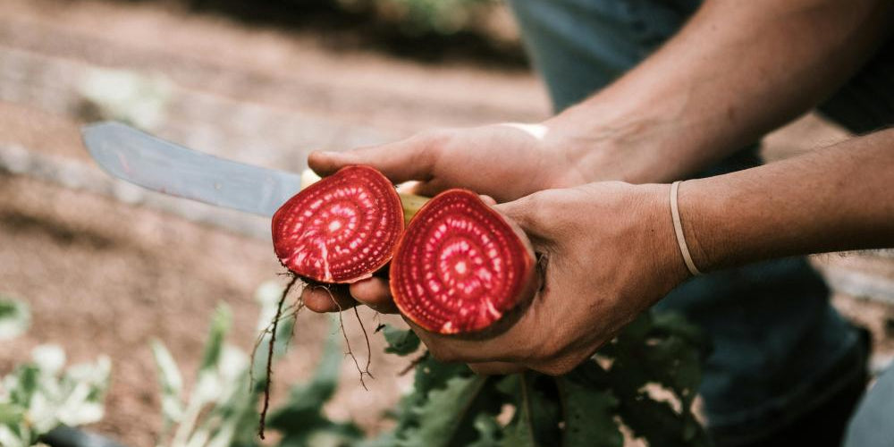 Best Beet Supplement for Circulation