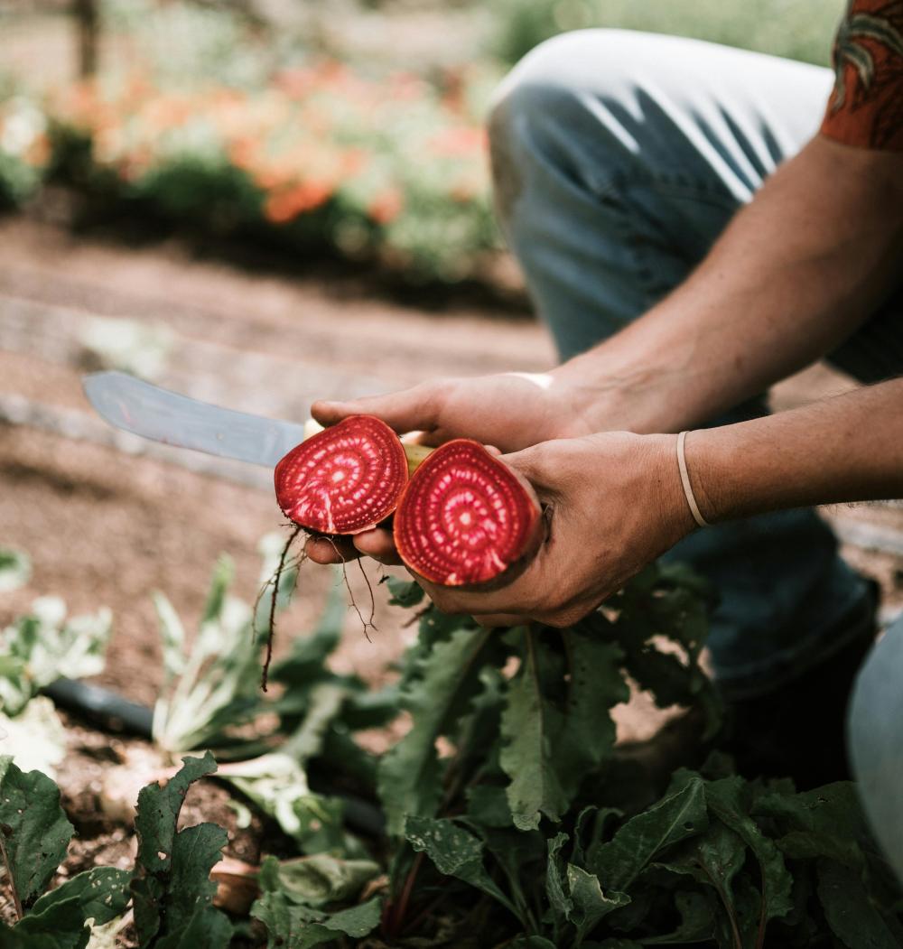 Best Beet Supplement for Circulation