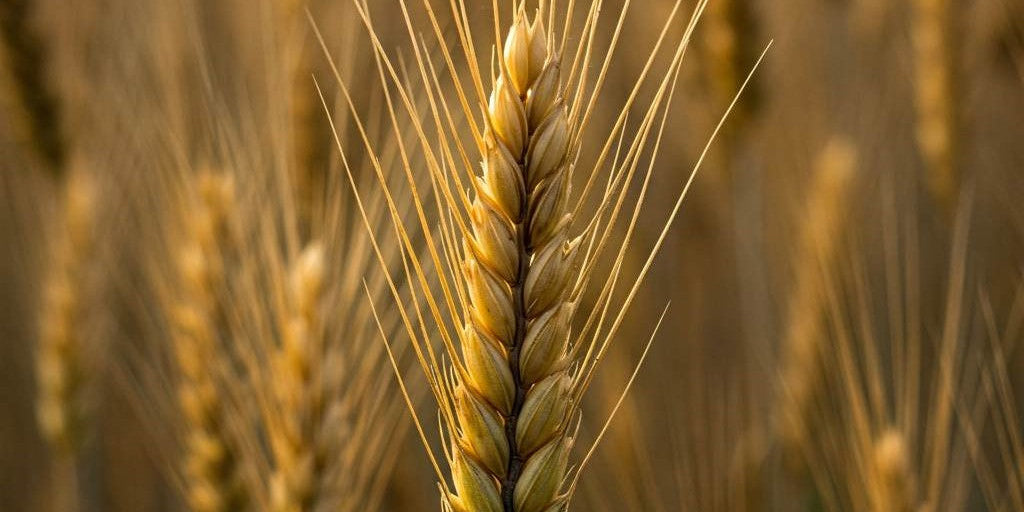 Discover the Natural Sources of Beta Glucan and Their Health Benefits