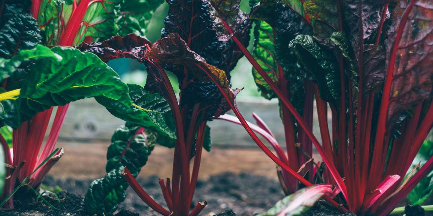 Benefits of Plant-Based Supplements